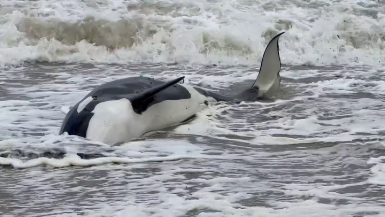 Orca varada en Punta del Este presentaba una infección grave