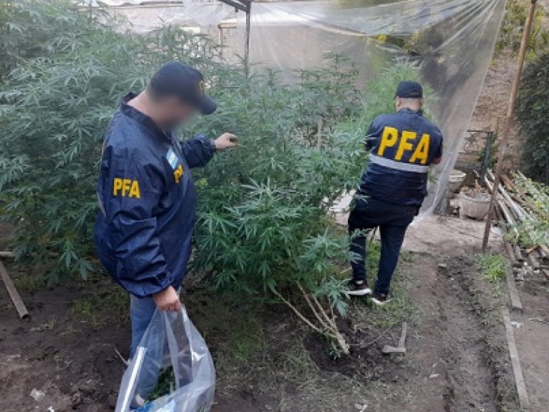 POLICÍA FEDERAL DESARTICULÓ SOFISTICADO VIVERO “INDOOR” EN REPÚBLICA DE LA SEXTA
